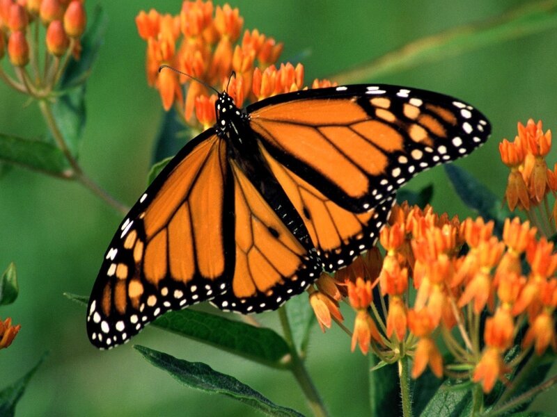 Monarch butterfly on orange flowers