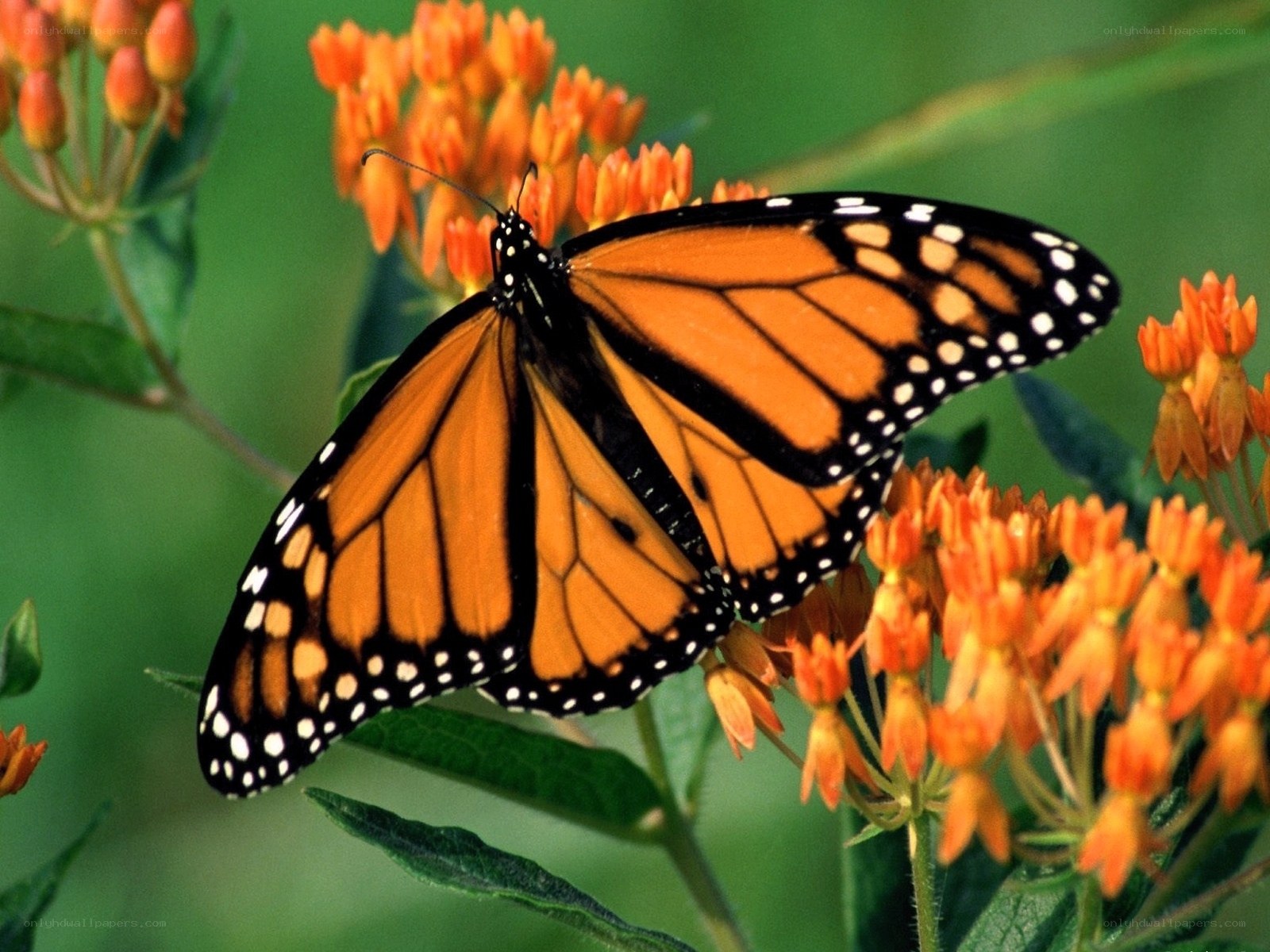 Monarch butterfly on orange flowers