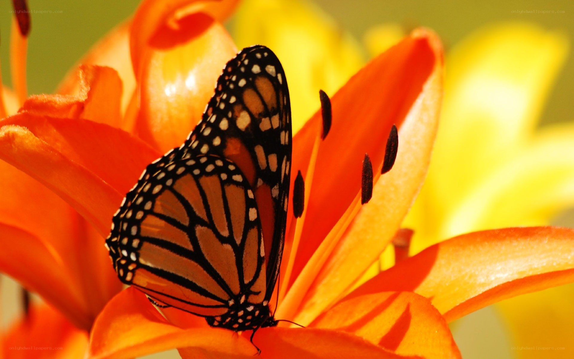 Monarch butterfly on orange lily