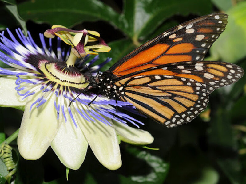 Monarch Butterfly on Passionflower — Orange