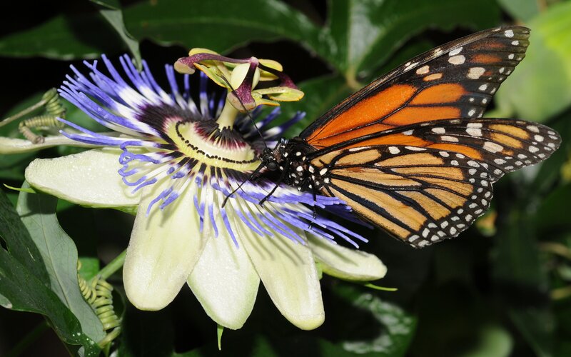 Monarch Butterfly on Passionflower