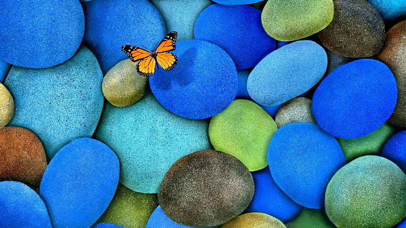 Monarch Butterfly on Pebbles — Blue, Calm