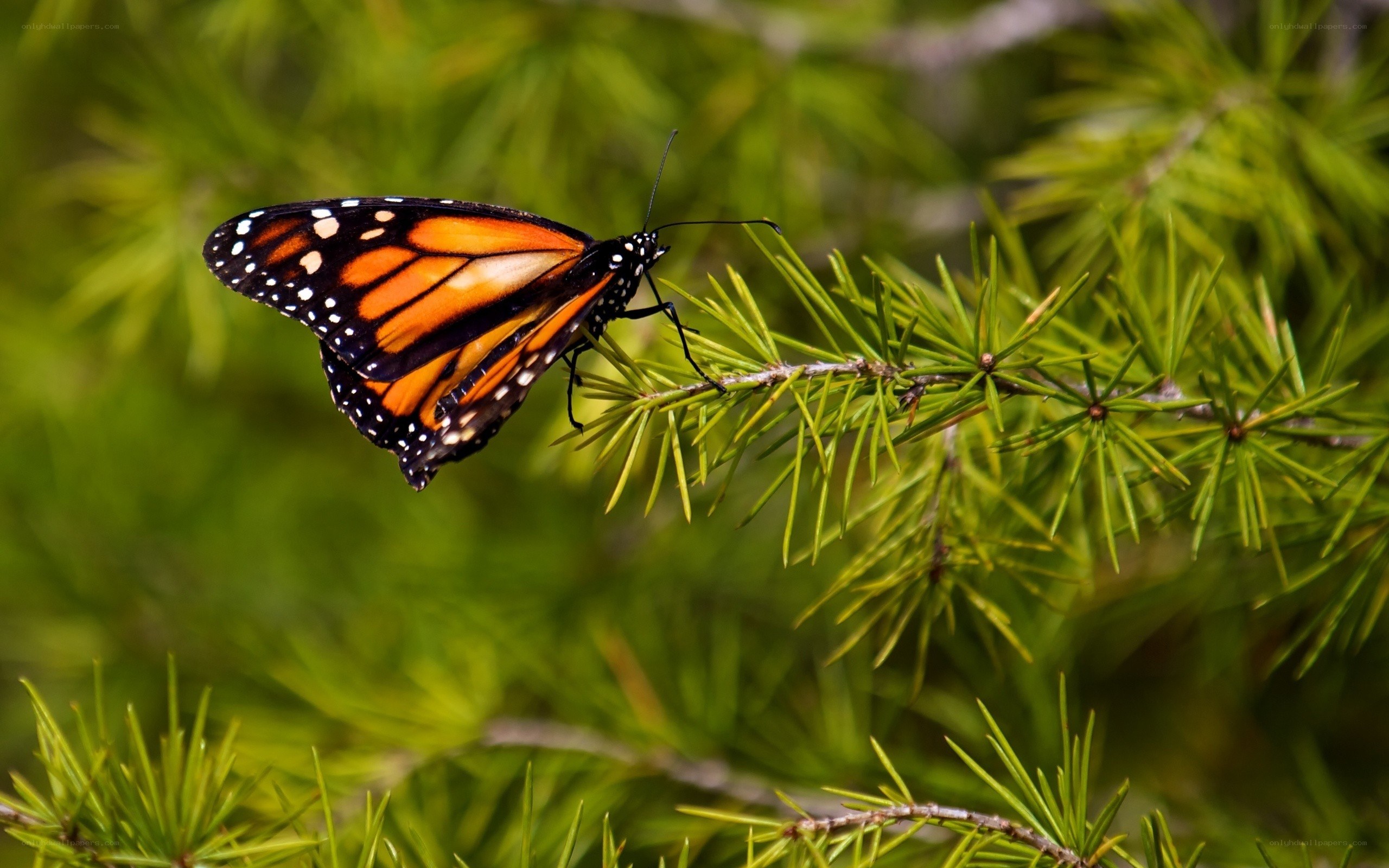 Monarch butterfly on pine branch
