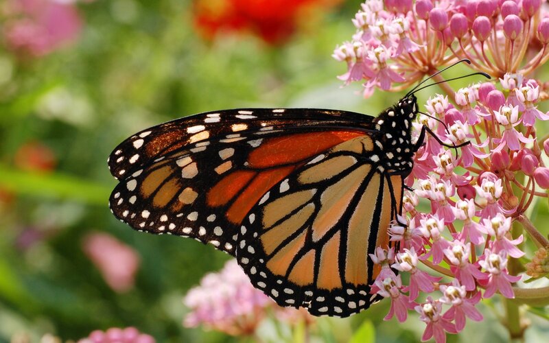 Monarch butterfly on pink flowers