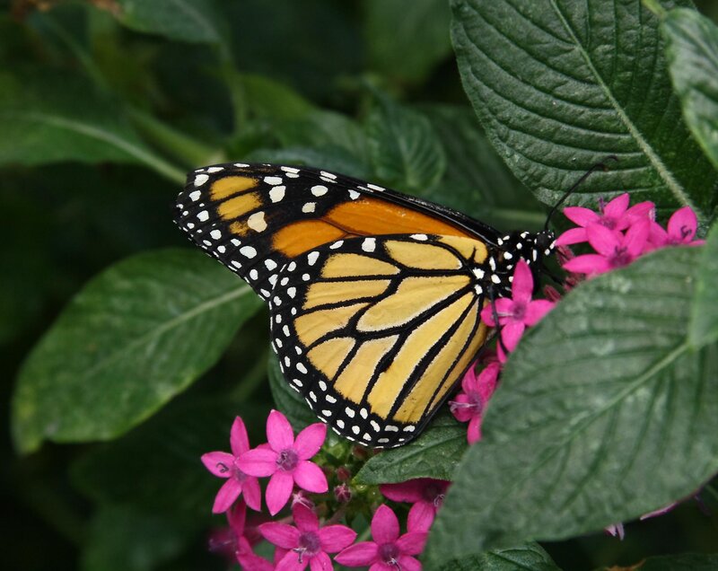 monarch butterfly on pink flowers