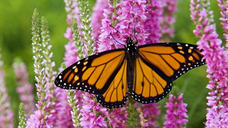 monarch butterfly on pink flowers