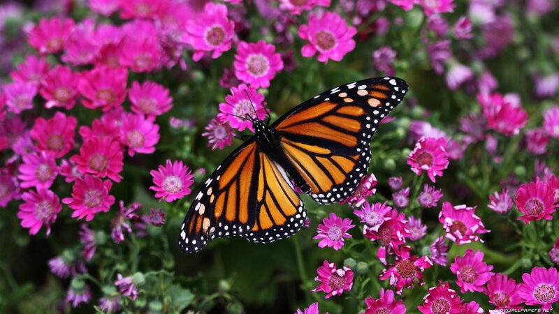 Monarch butterfly on pink flowers