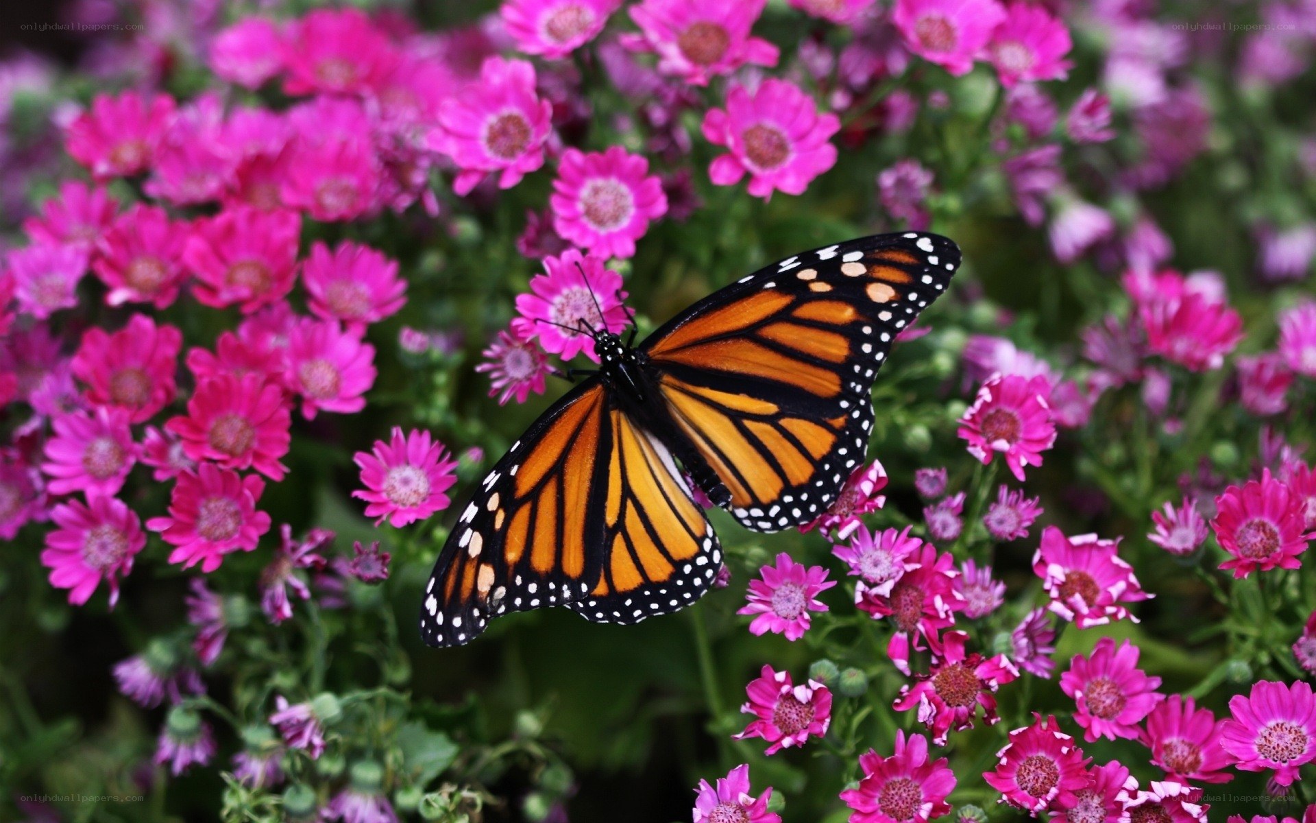 Monarch butterfly on pink flowers