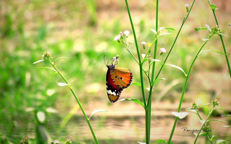 Monarch Butterfly on Plant — Orange