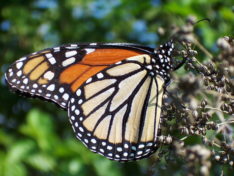 Monarch Butterfly on Plant