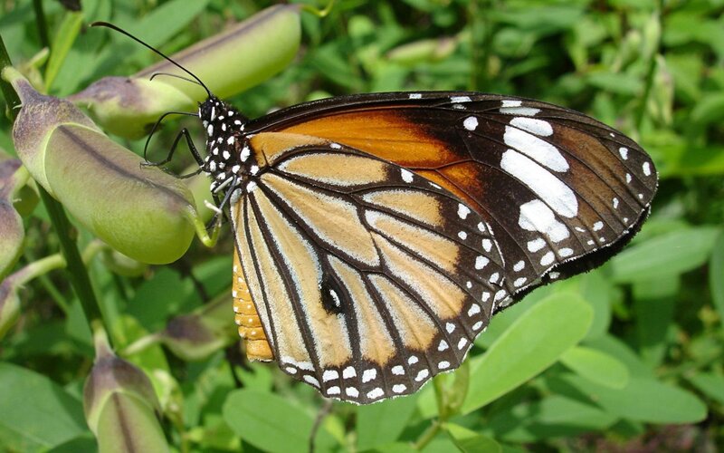 Monarch Butterfly on Pod