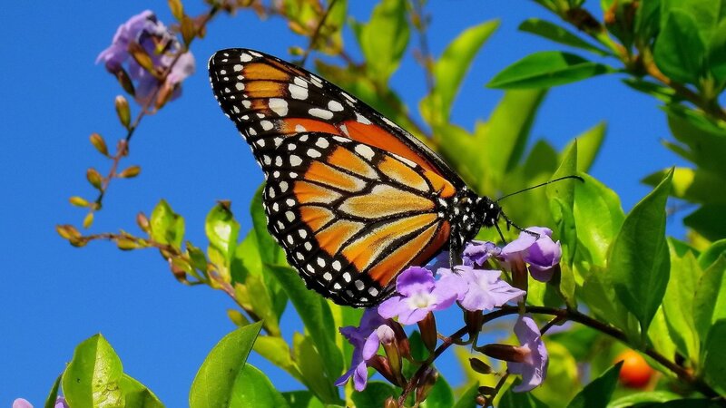 monarch butterfly on purple flower