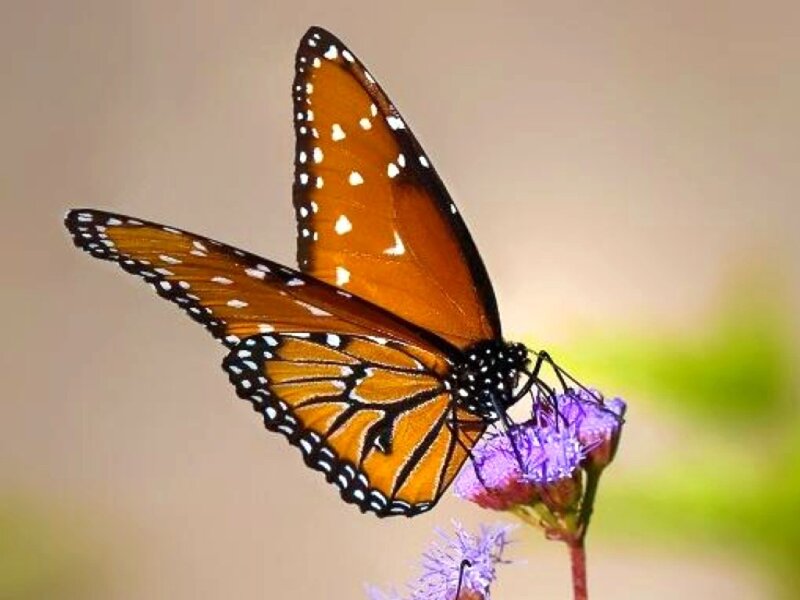 Monarch butterfly on purple flower