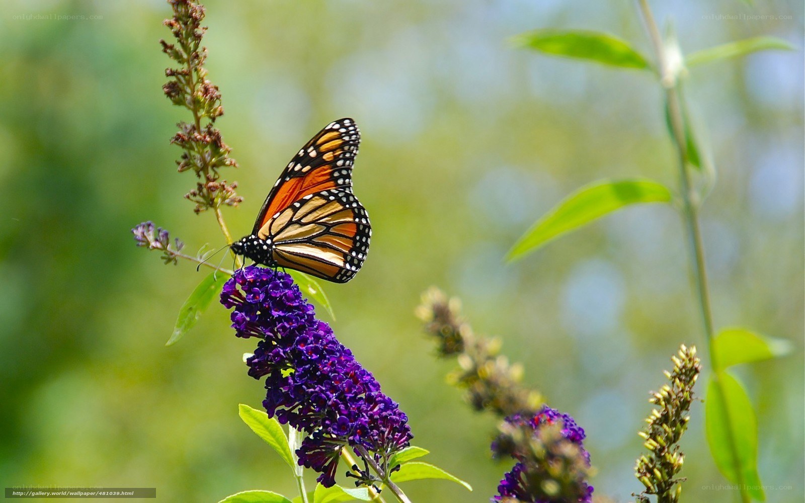Monarch butterfly on purple flower