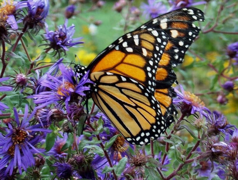 Monarch butterfly on purple flowers