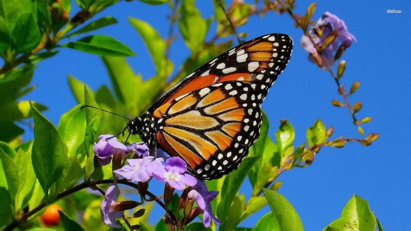 Monarch butterfly on purple flowers
