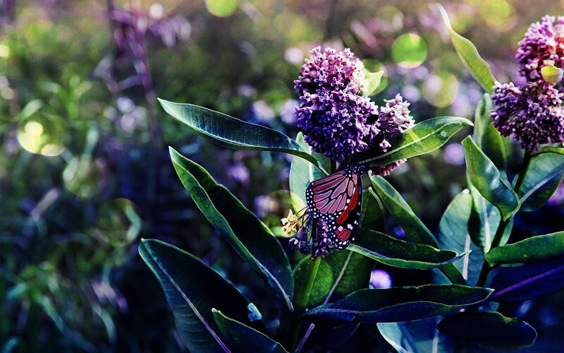 Monarch butterfly on purple flowers