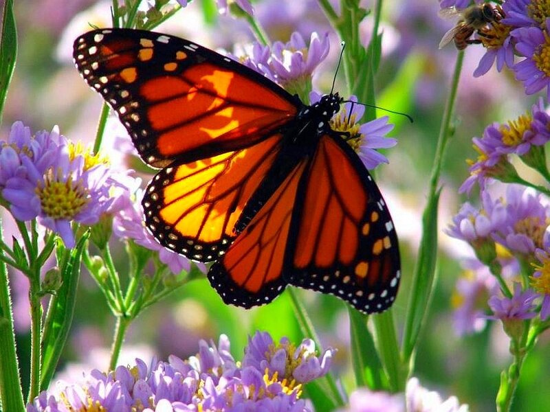 Monarch butterfly on purple flowers