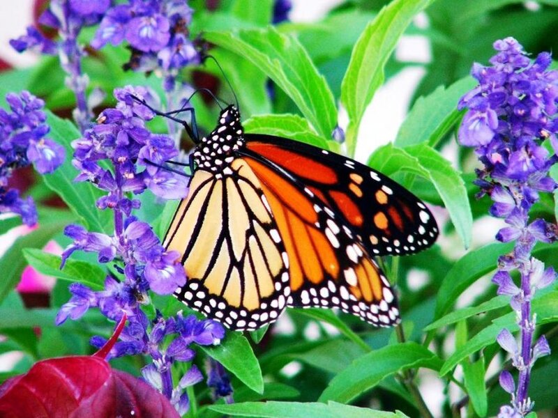 Monarch butterfly on purple flowers