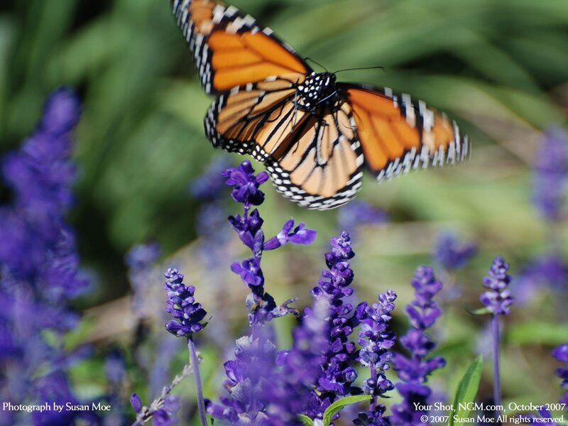 Monarch Butterfly on Purple Flowers — Serene