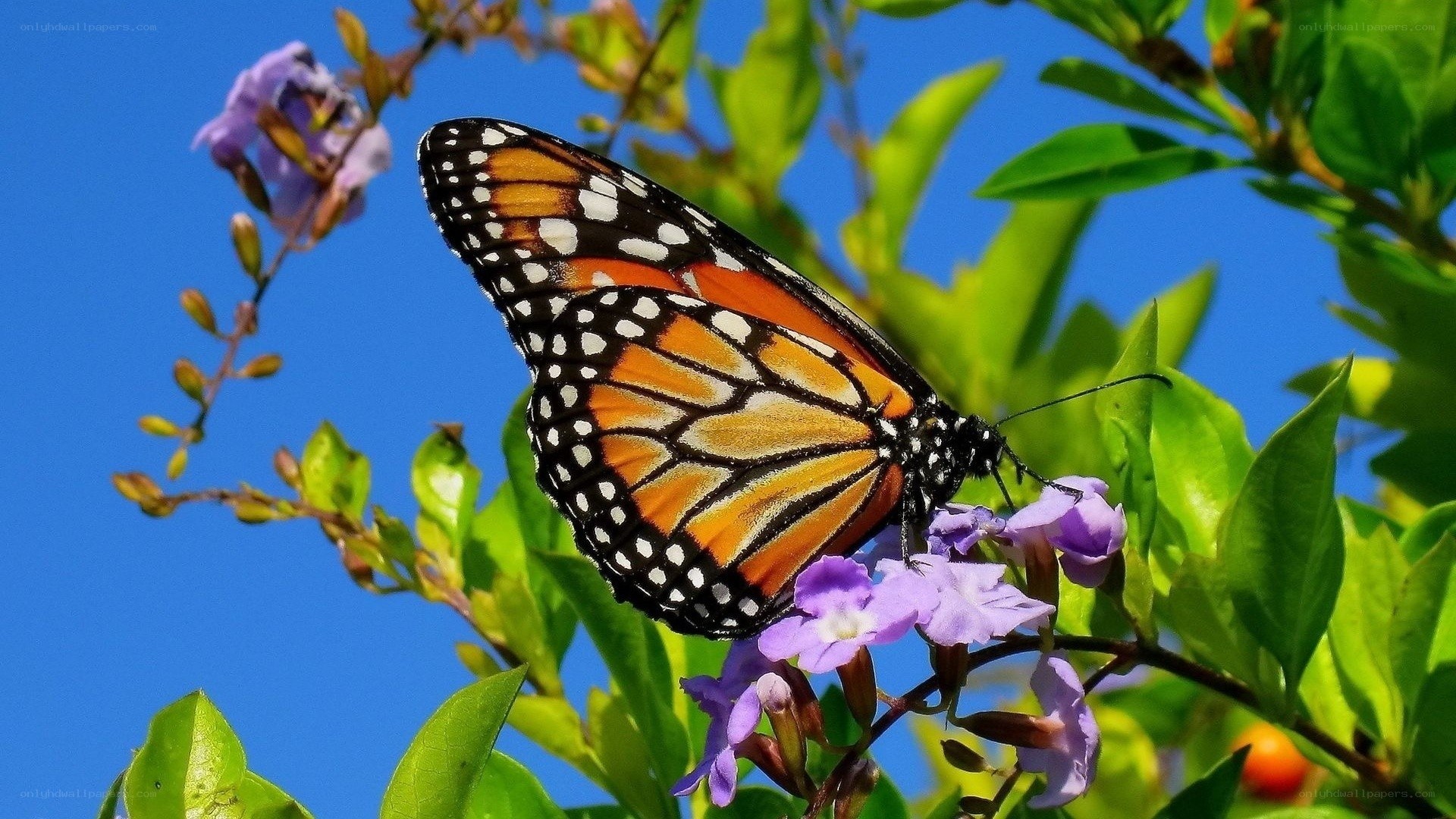 Monarch butterfly on purple flowers