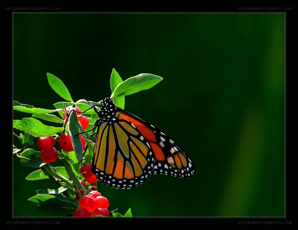 Monarch butterfly on red berries