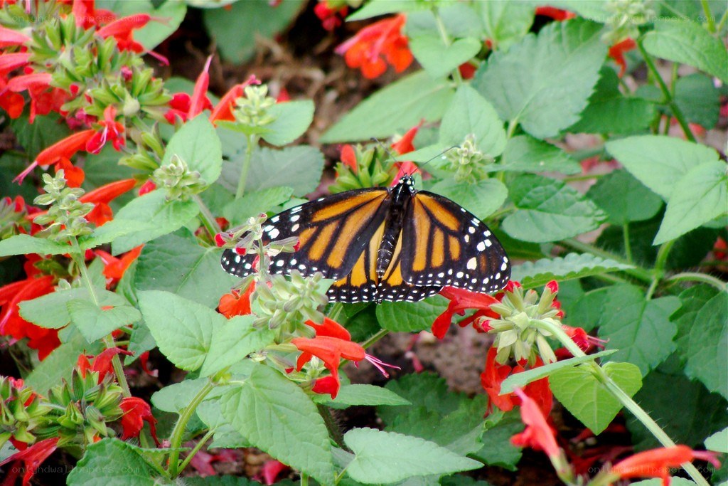 Monarch butterfly on red flowers