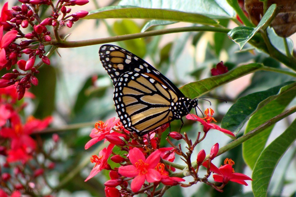 Monarch butterfly on red flowers