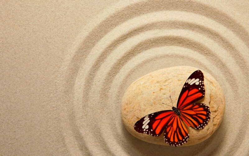 Monarch Butterfly on Rock