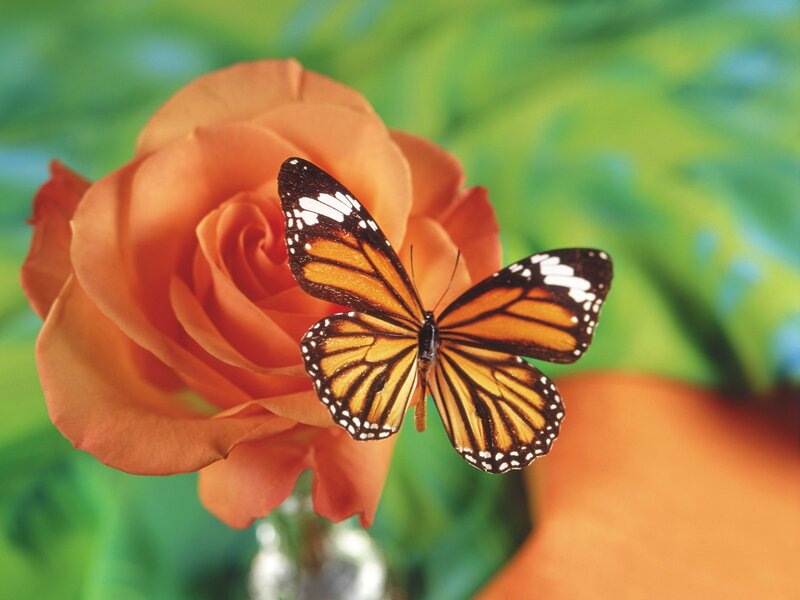 Monarch Butterfly on Rose — Orange, Serene