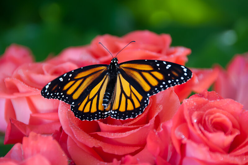 Monarch Butterfly on Rose — Pink, Serene, Photograph