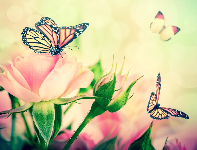 Monarch Butterfly on Rose — Pink, Serene
