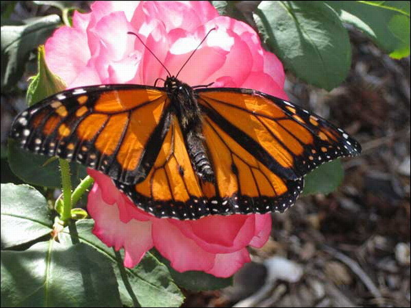Monarch Butterfly on Rose — Pink