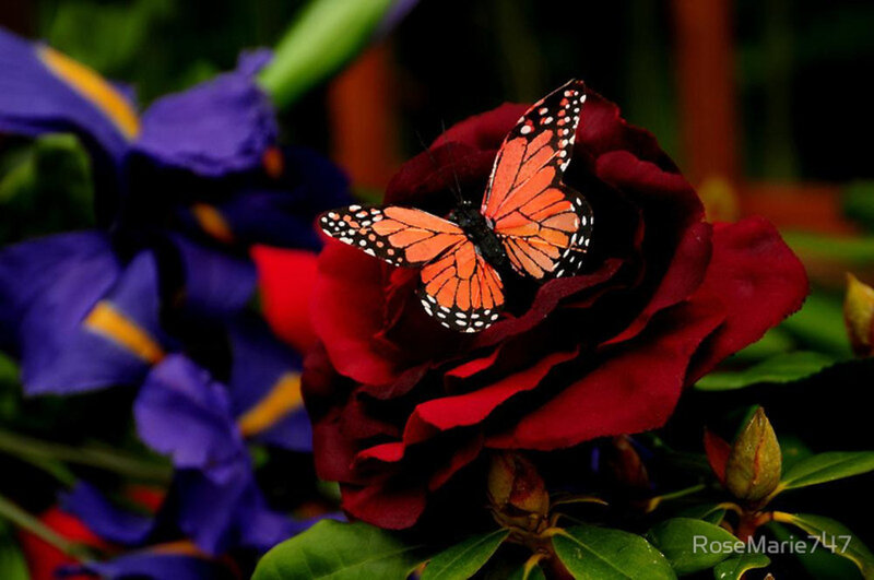 Monarch Butterfly on Rose — Red, Serene
