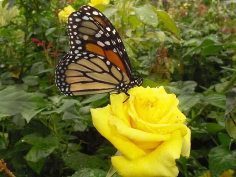 Monarch Butterfly on Rose