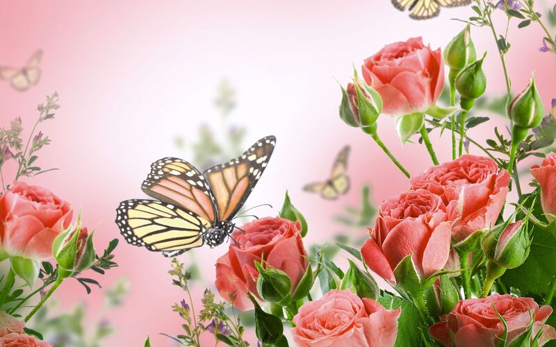Monarch Butterfly on Roses — Pink, Serene