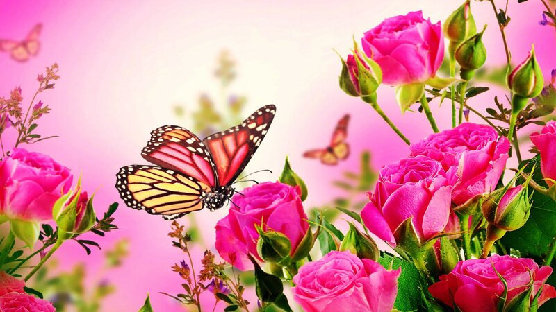 Monarch Butterfly on Roses — Pink
