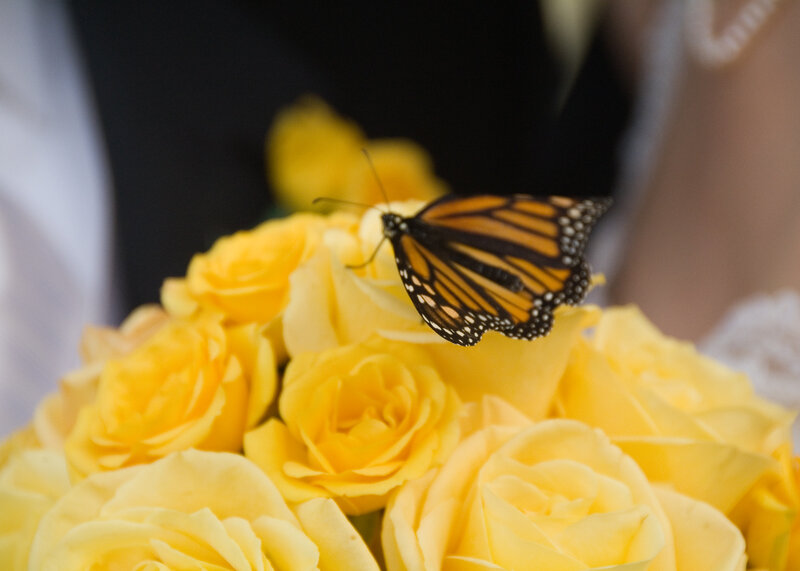 Monarch Butterfly on Roses