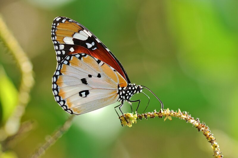 Monarch Butterfly on Stem