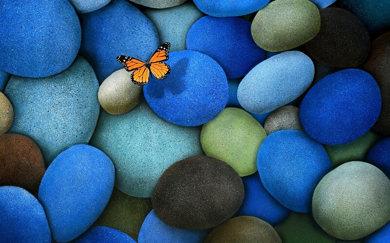 Monarch Butterfly on Stones — Blue