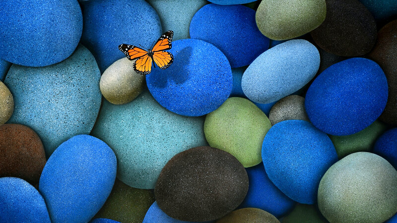 Monarch Butterfly on Stones