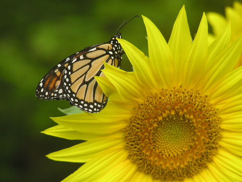 Monarch butterfly on sunflower