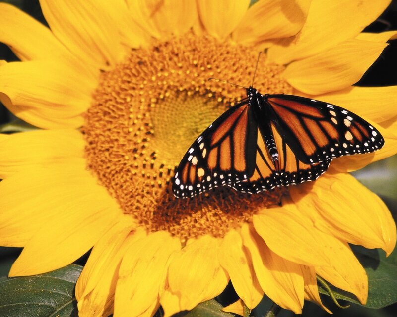 Monarch butterfly on sunflower