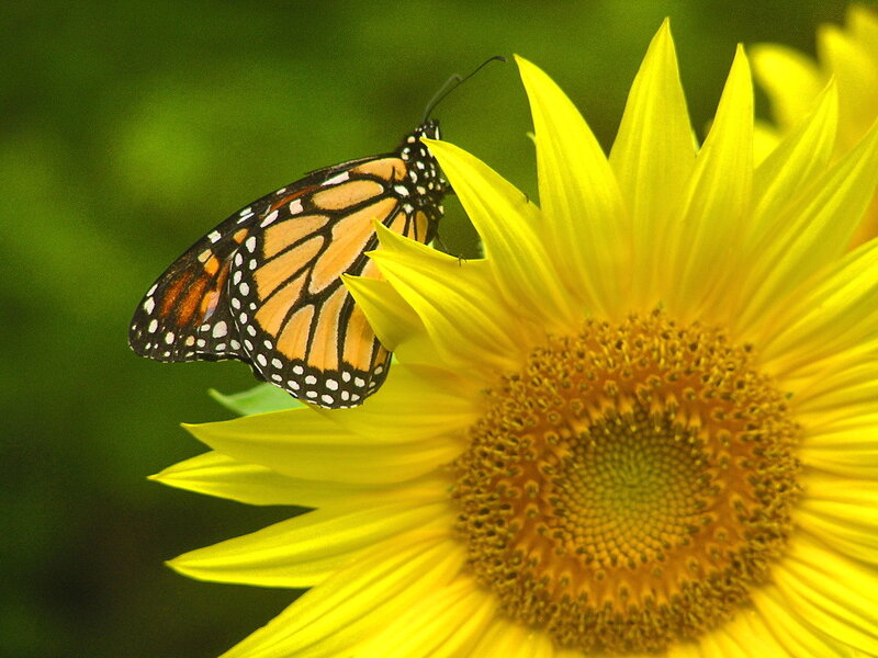 Monarch Butterfly on Sunflower — Yellow, Calm, Afternoon, Photograph, Green Background
