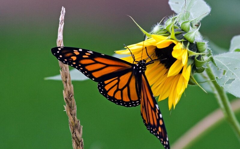 Monarch Butterfly on Sunflower — Yellow, Calm, Afternoon