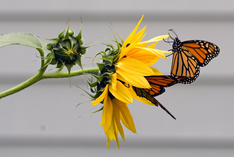 Monarch Butterfly on Sunflower — Yellow, Calm