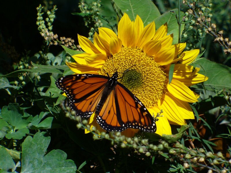 Monarch Butterfly on Sunflower — Yellow, Serene, Afternoon, Photograph