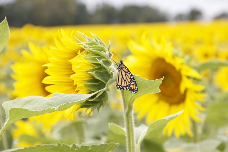 Monarch Butterfly on Sunflower — Yellow, Serene, Summer