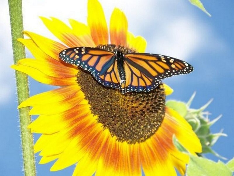 Monarch Butterfly on Sunflower — Yellow, Serene