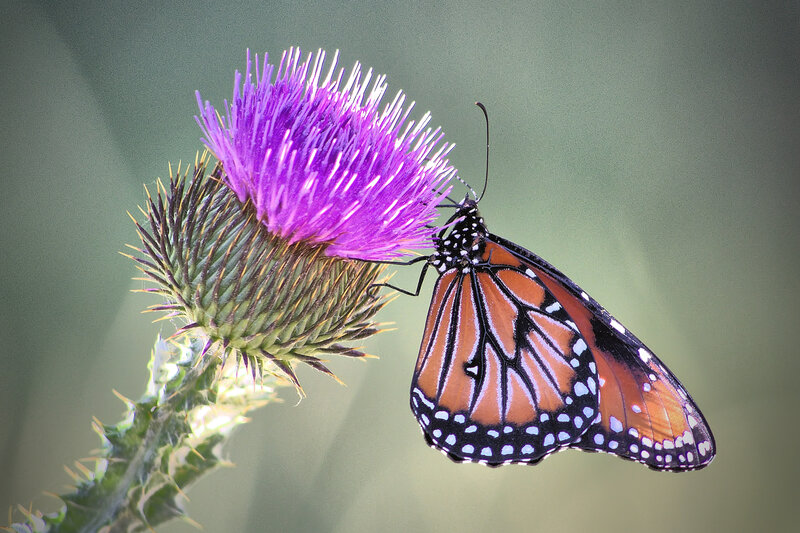 Monarch Butterfly on Thistle — Purple